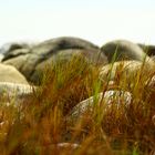 gras & rocks