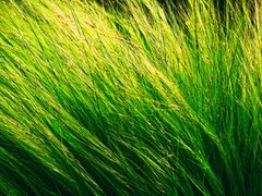 Gras., romantik, soft und Licht