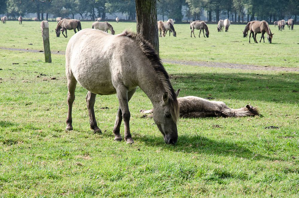 Gras rupfen …