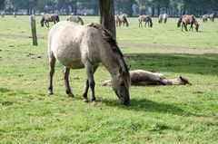 Gras rupfen …