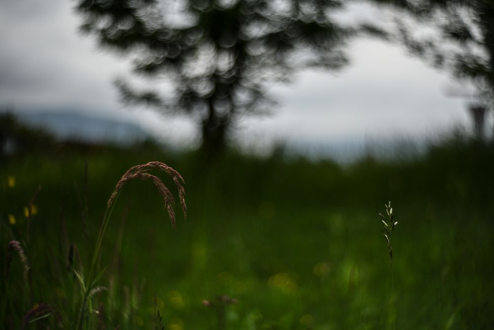 Gras - Samen - Kopf