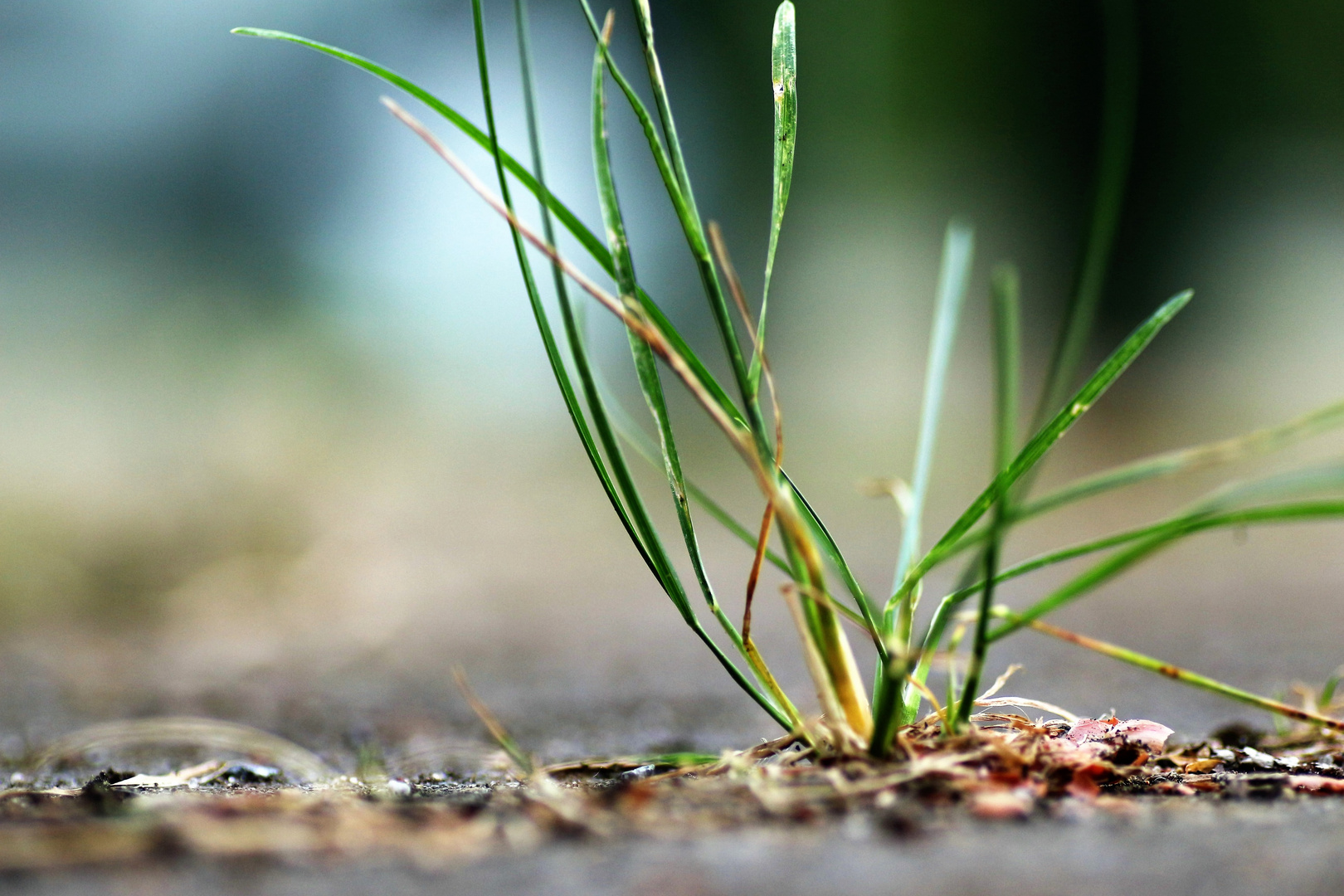 Gras schafft es überall