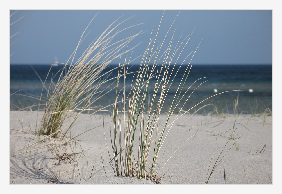 Gras, Segelboot und zwei Schwäne...