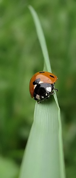 Gras, selbstgedreht...