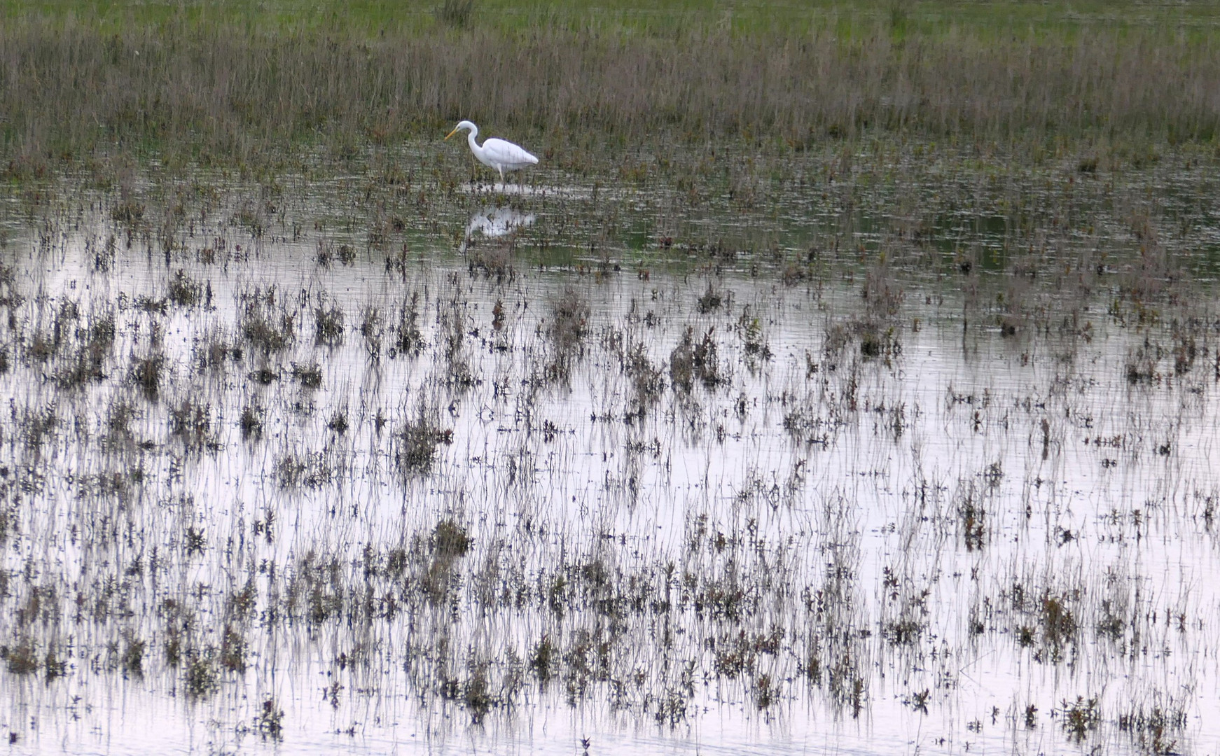 Gras Spiegelung  mit weisen Fleck ...