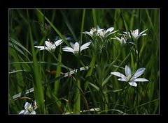 Gras-Sternmiere