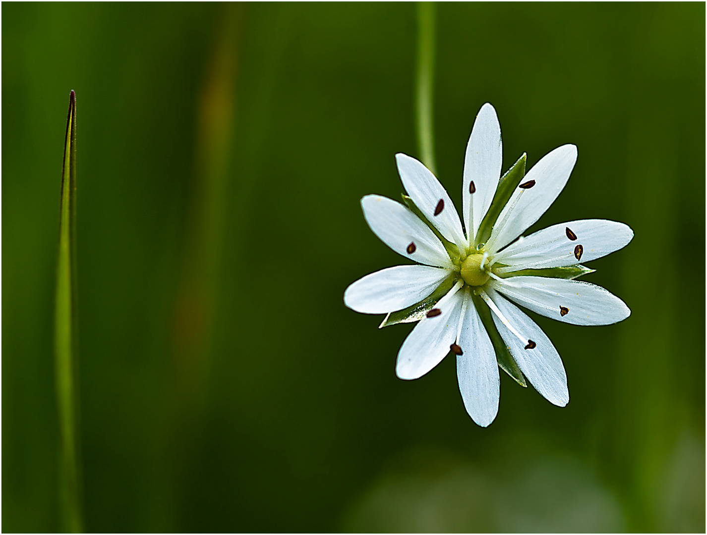 Gras Sternmiere (Stellaria graminea)