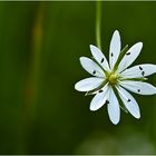 Gras Sternmiere (Stellaria graminea)