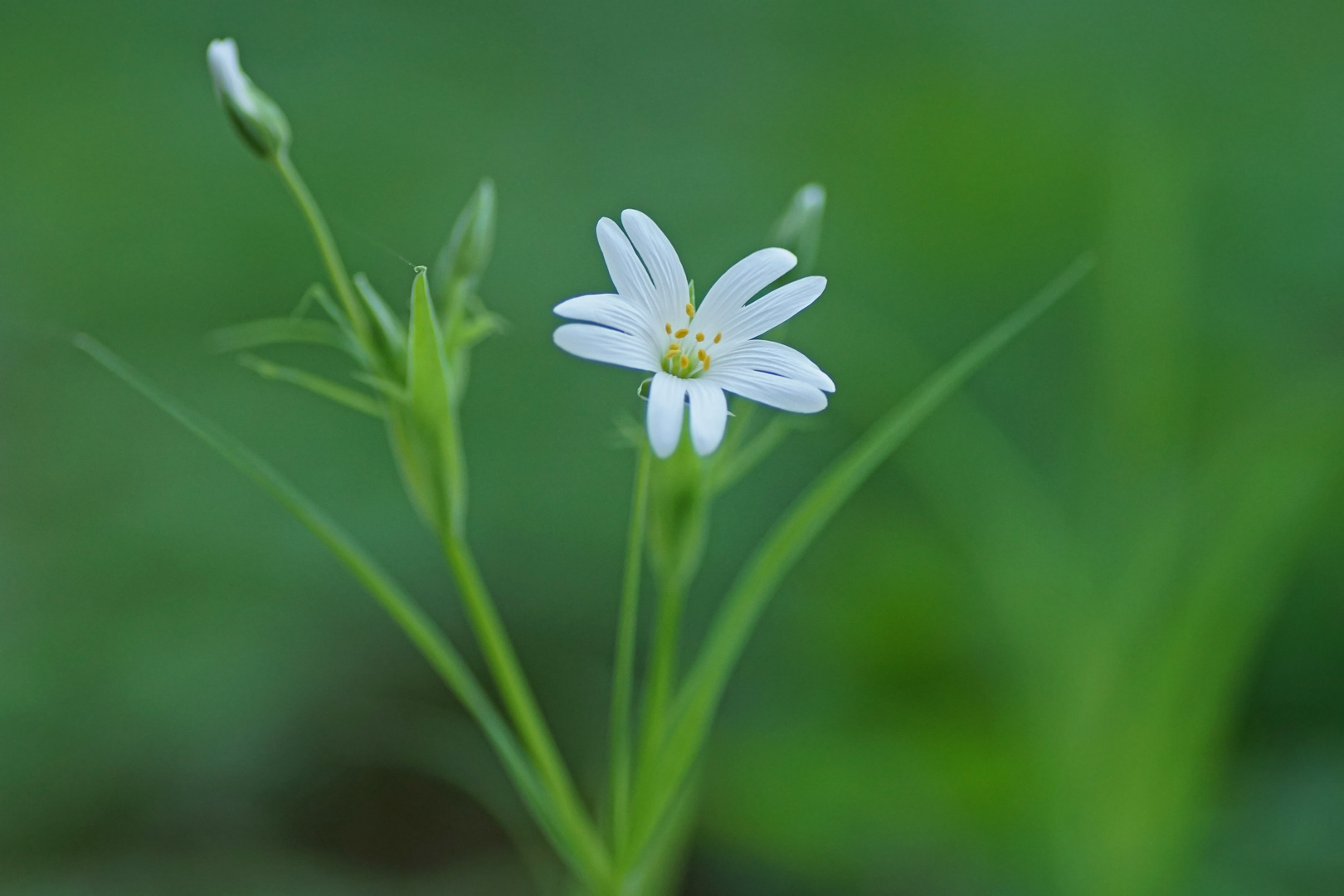 Gras-Sternmiere (Stellaria graminea)