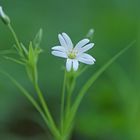 Gras-Sternmiere (Stellaria graminea)