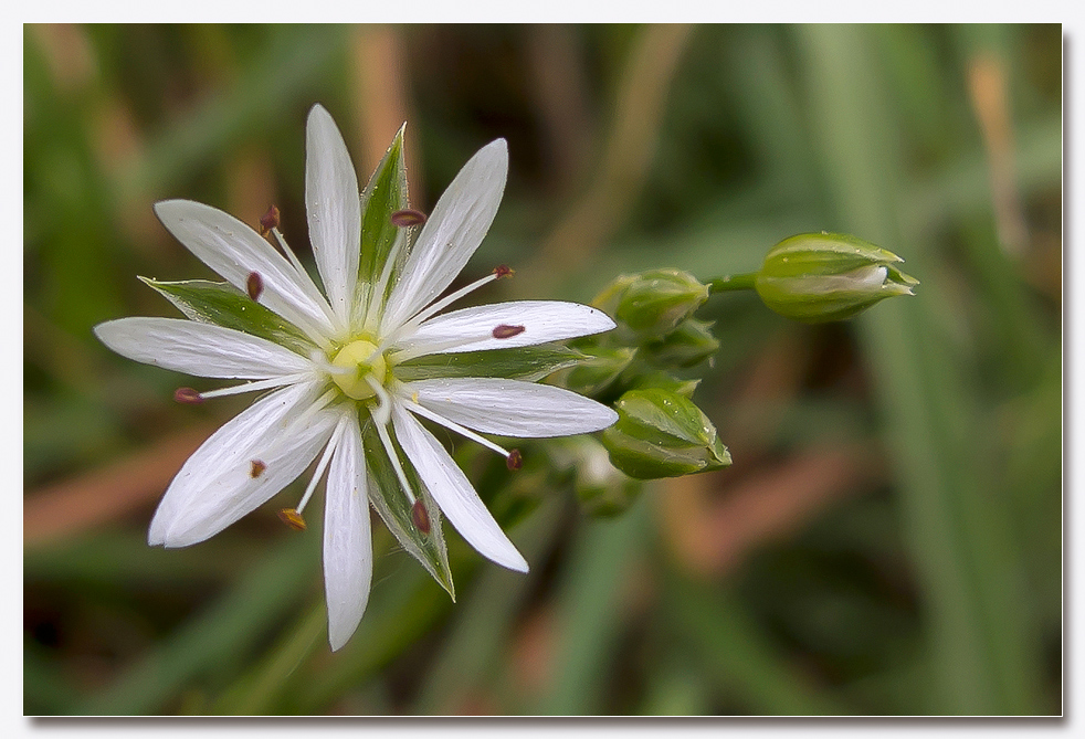 Gras - Sternmiere (Stellaria graminea)