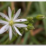 Gras - Sternmiere (Stellaria graminea)