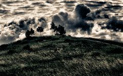 gras und bäume und wolken ...