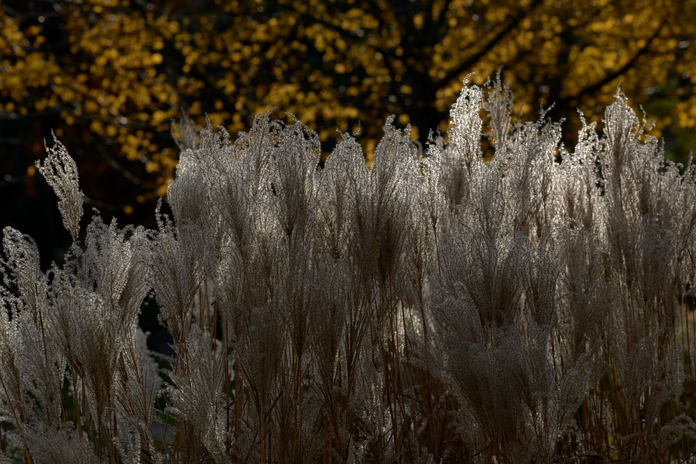 Gras und Baum und Blatt