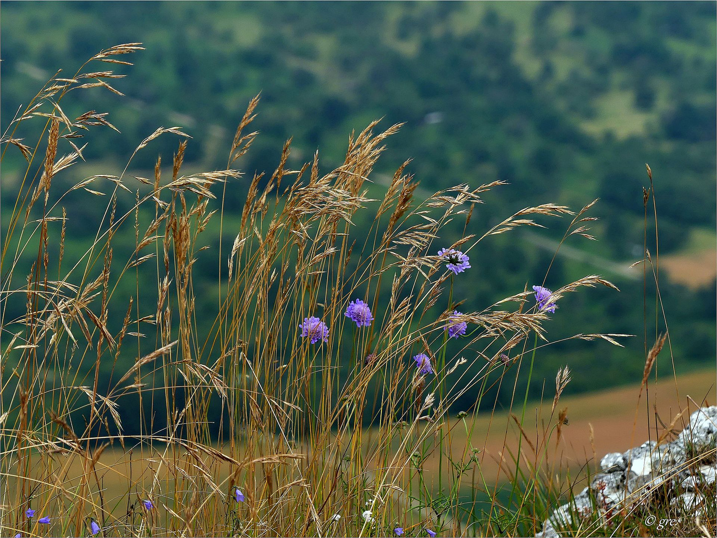 Gras und Blümchen im Wind