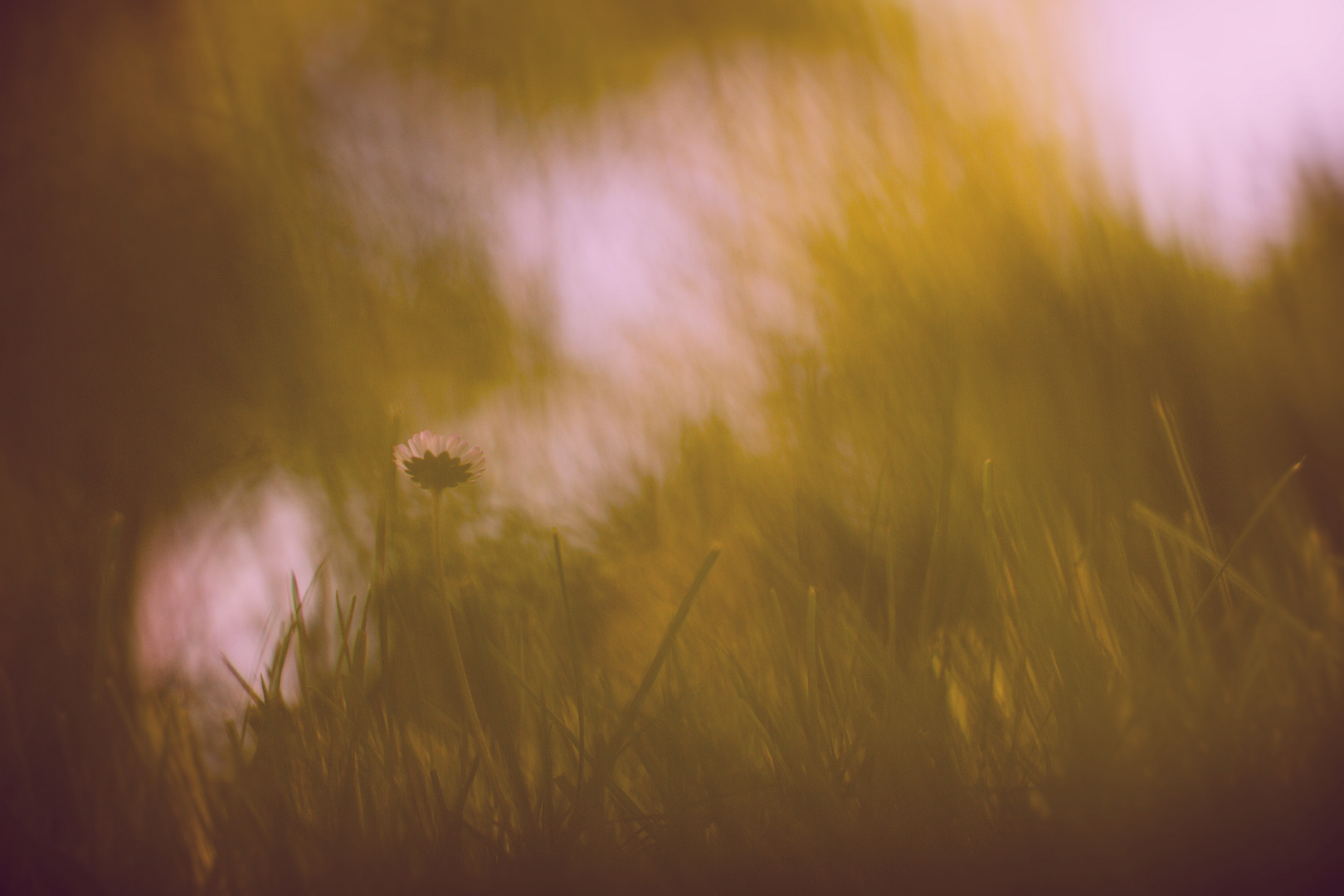 Gras und Blüte