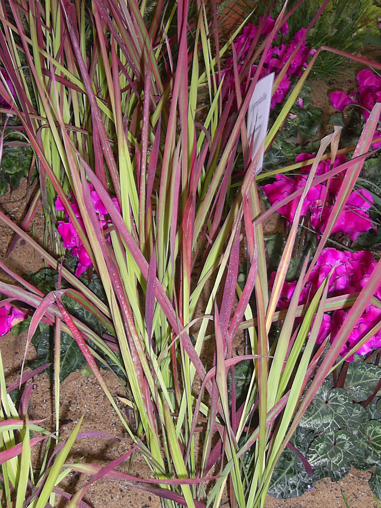 Gras und Blumen in einem Beet