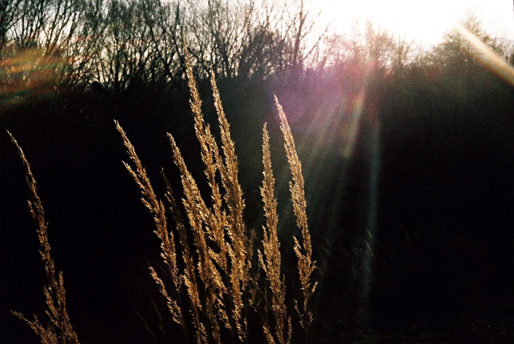 Gras und Licht 2