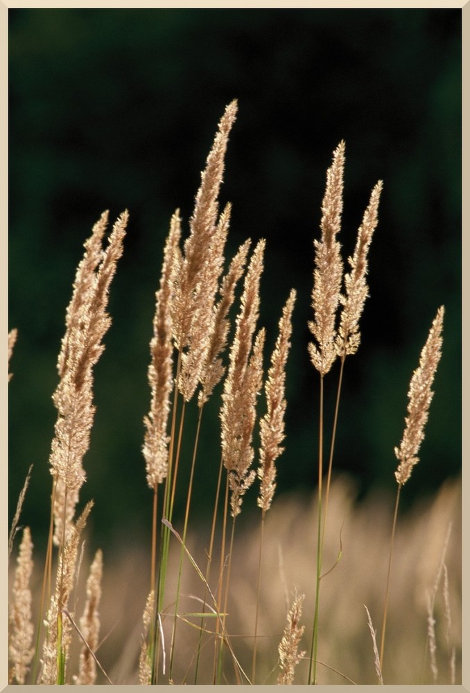 Gras und Licht