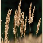 Gras und Licht