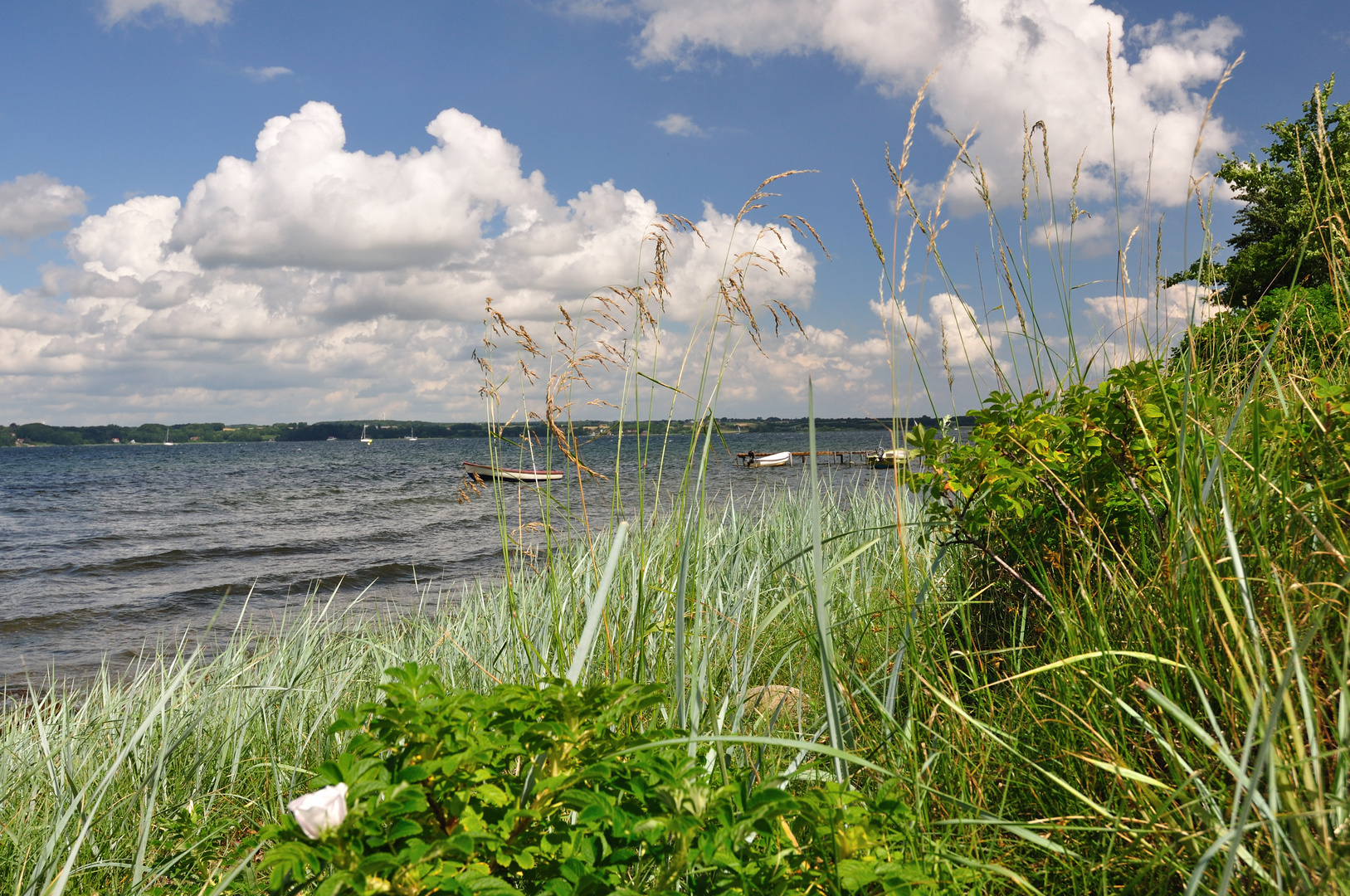 Gras und Meer