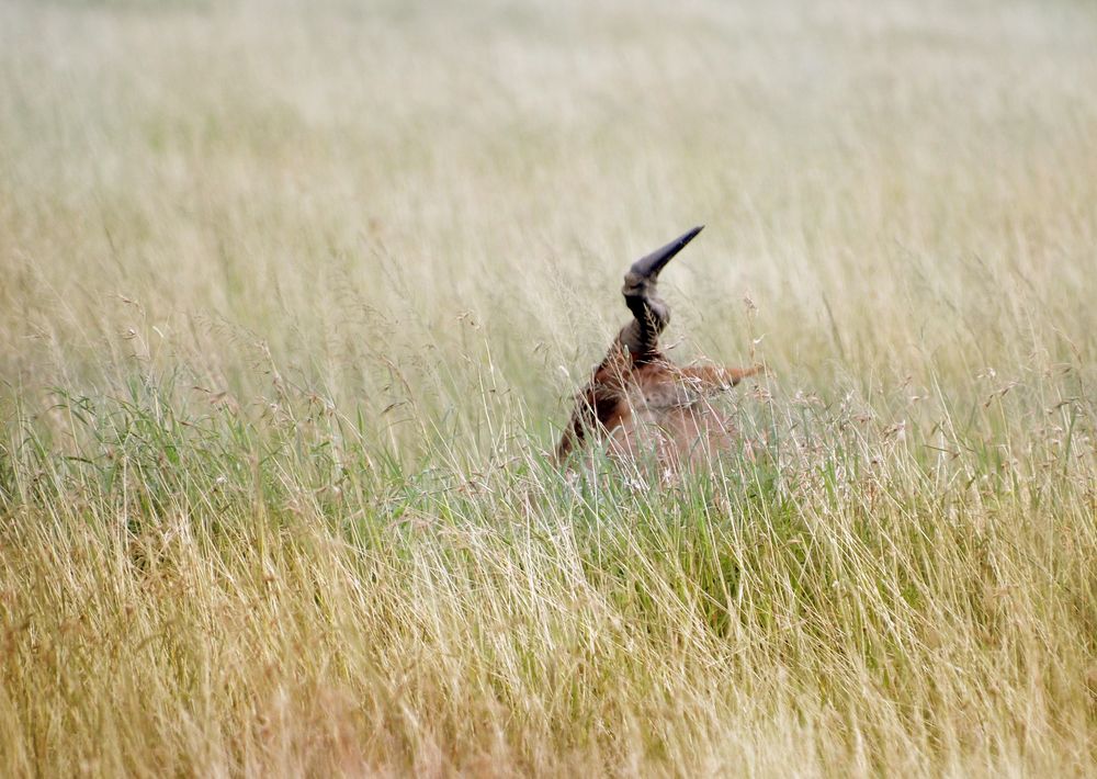 Gras und mehr