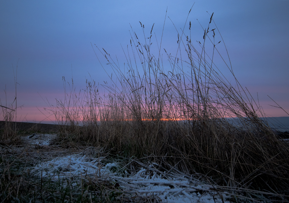 Gras und Morgenröte