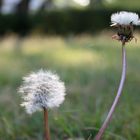 Gras und Pusteblumen.