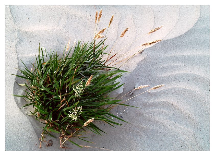 Gras und Sand