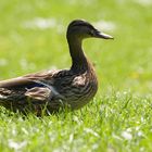 Gras und Sonne