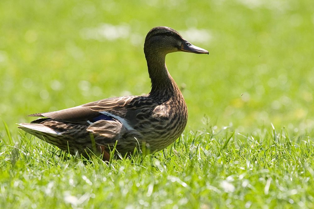 Gras und Sonne