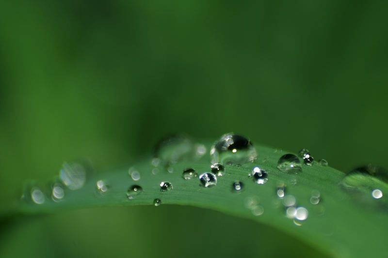 Gras und Wasser