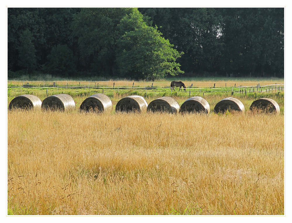 Gras- und Weideland