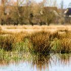 Gras- und Wiesenlandschaft Mecklenburg Vorpommern