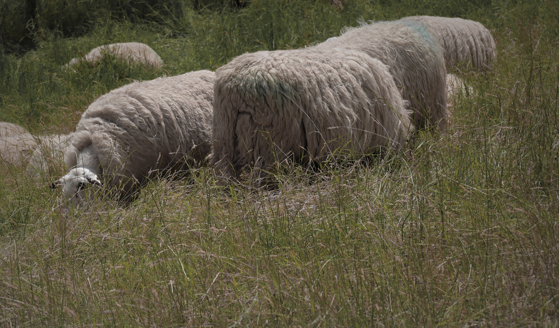 Gras und Wolle