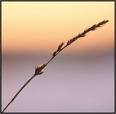 Gras von der Sonne berührt