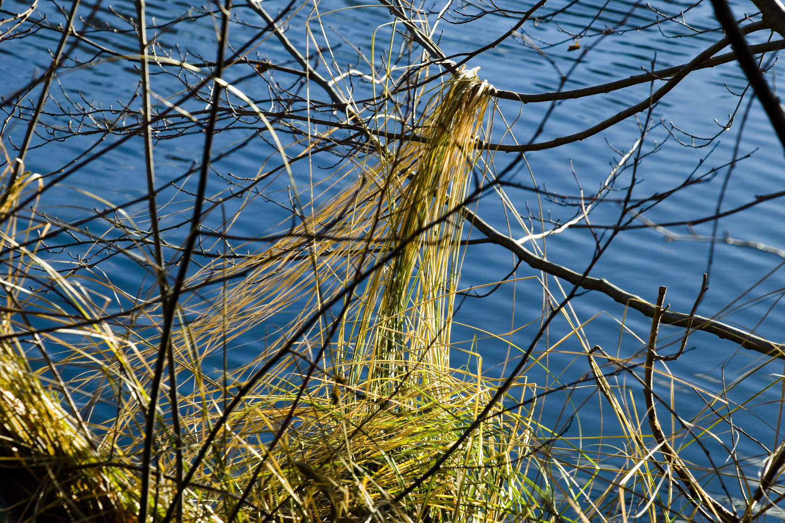 Gras von gestern