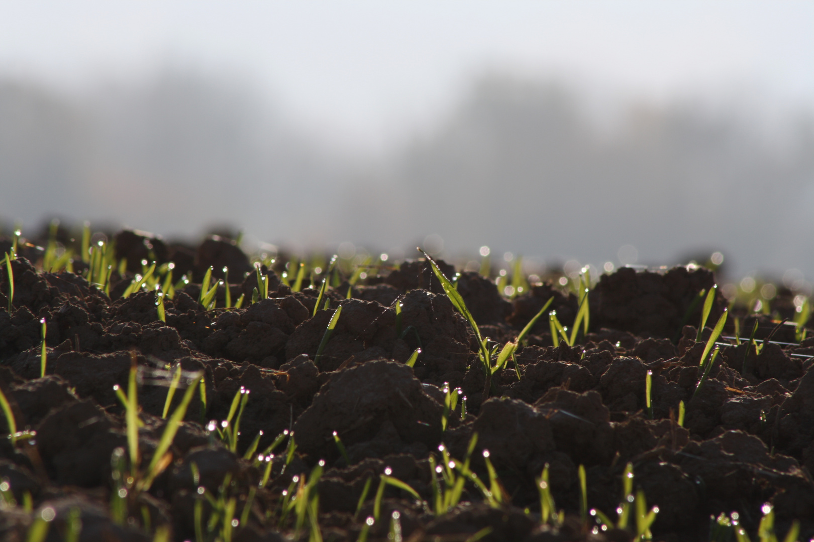 Gras von Spinnenweben umhüllt