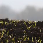 Gras von Spinnenweben umhüllt