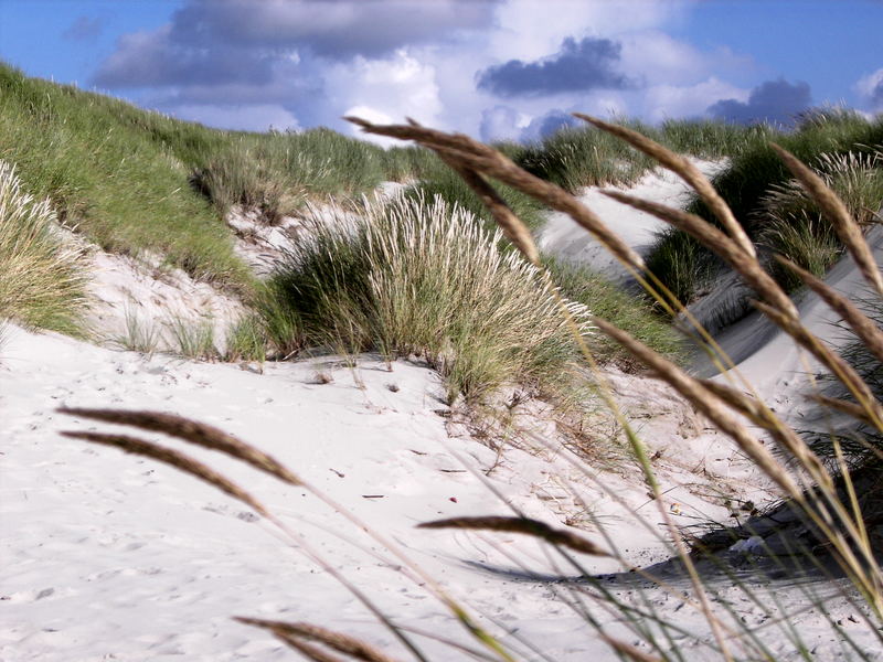 Gras vor der Düne