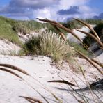 Gras vor der Düne