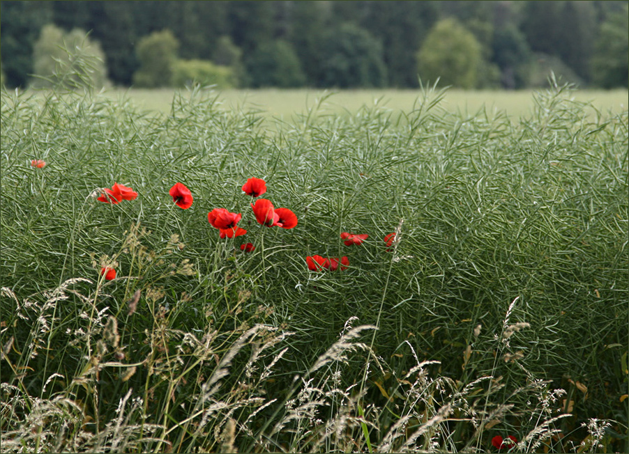 Gras vor Mohn vor Raps vor Wald