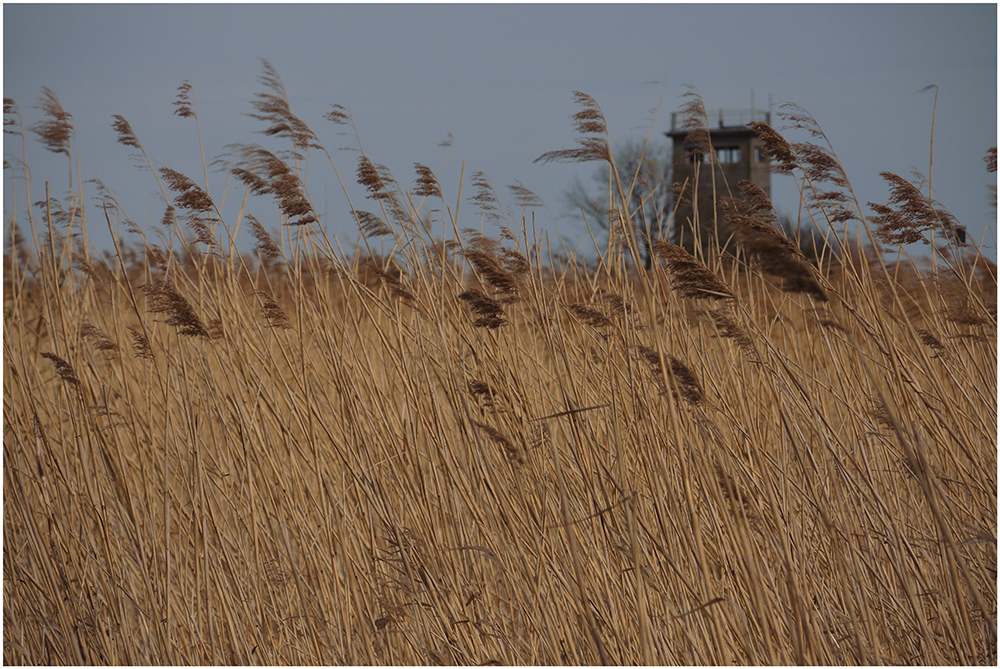 Gras wachsen lassen