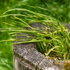 Gras wächst in einem Zaunpfahl