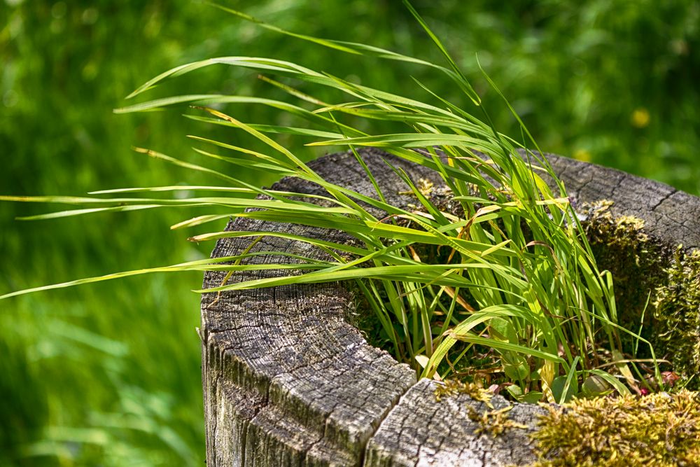 Gras wächst in einem Zaunpfahl