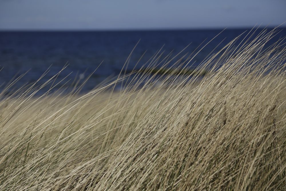 Gras, Wasser und Steine