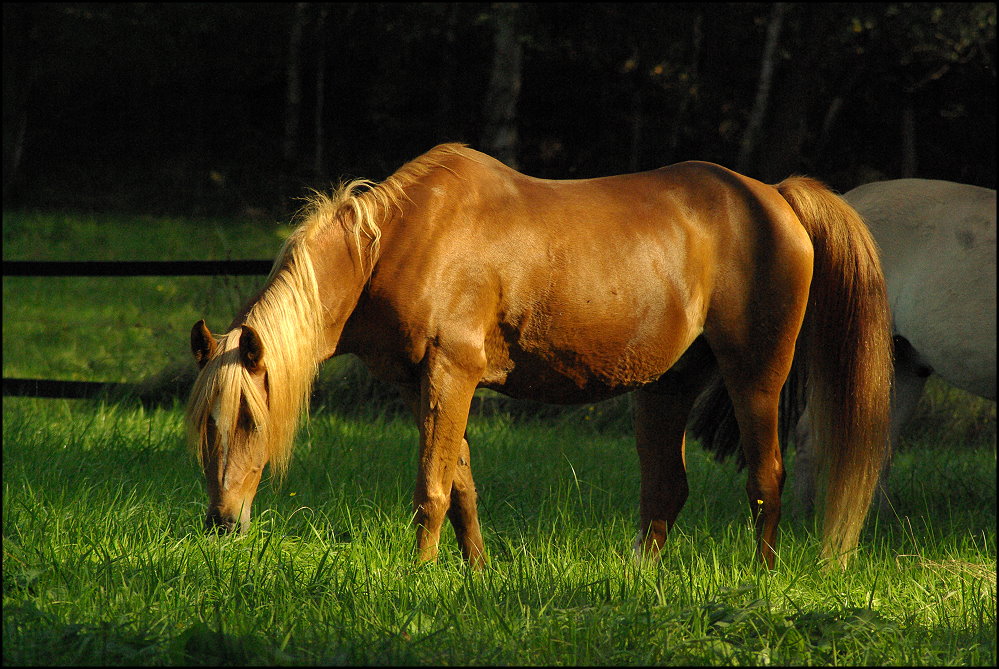 "Gras wie im Märchen"