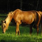 "Gras wie im Märchen"