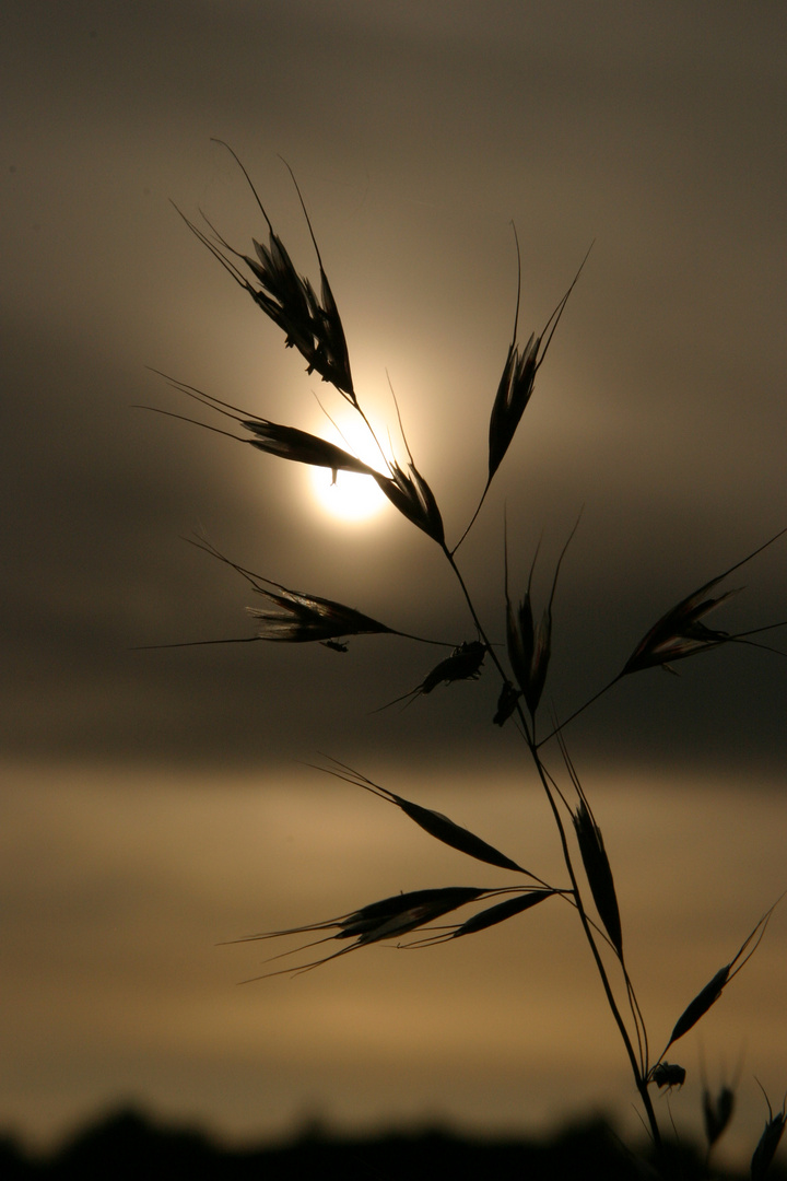 Gras wie schwarzes Glas_LS009_118_1802