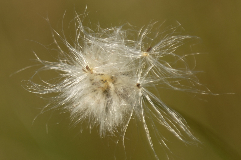 gras wie wolle